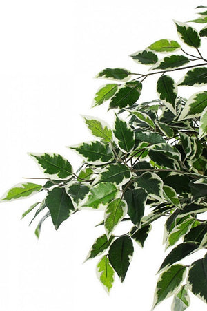 Pianta Artificiale di Ficus 120 h in Plastica con Vaso Verde