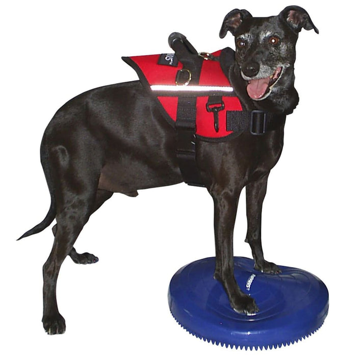 FitPAWS Disco per l'Allenamento dell'Equilibrio per Cani 36 cm Blu 433818