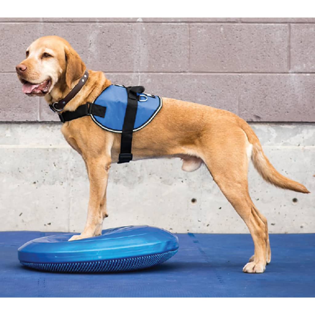 FitPAWS Disco per l'Allenamento dell'Equilibrio per Cani 36 cm Blu 433818