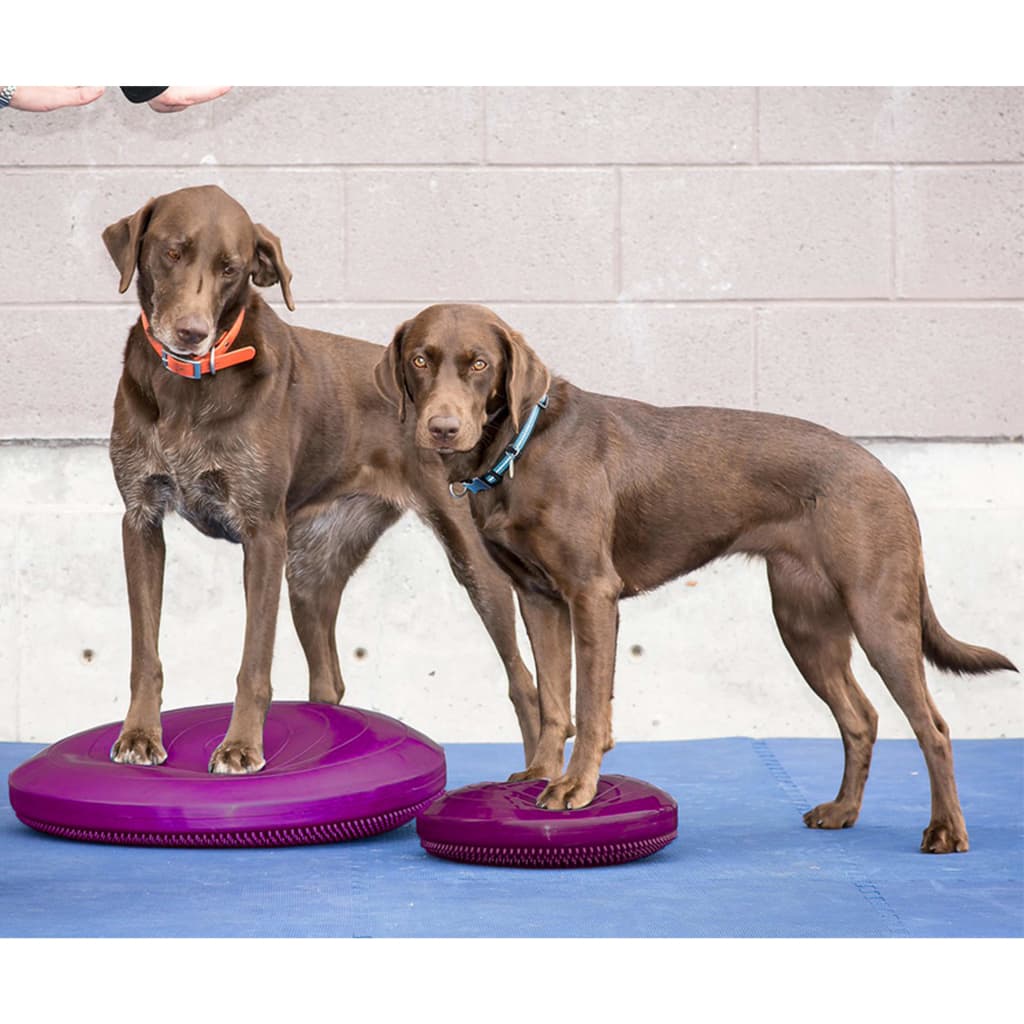 FitPAWS Disco per l'Allenamento dell'Equilibrio per Cani 36 cm Lampone 433833