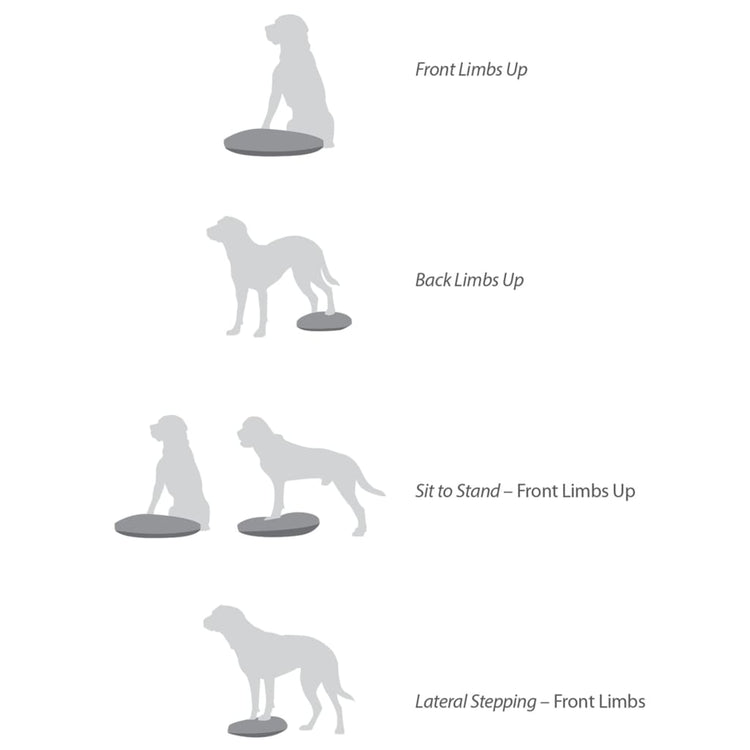 FitPAWS Disco per l'Allenamento dell'Equilibrio per Cani 36 cm Lampone 433833