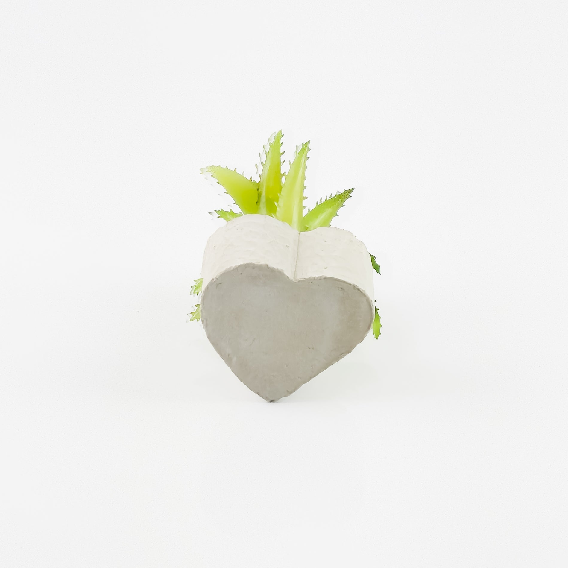 Set 5 Piante Grasse mini con vasetti a forma di cuore in pietra