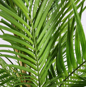 Pianta Artificiale Palma Areca 210 cm per interno ed esterno