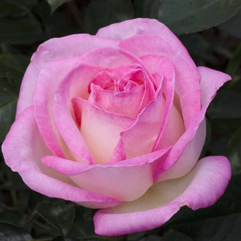 Pianta ROSA PRINCIPESSE DE MONACOÂ® MEILLAND rosa RAMPICANTE PROFUMATA vaso20