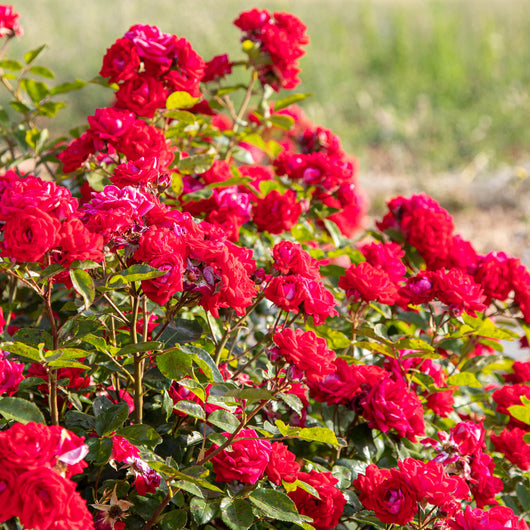 Pianta ROSA BREVETTATA BELLE DE GRASSE ® MEILLAND rossa vera PROFUMATA vaso19