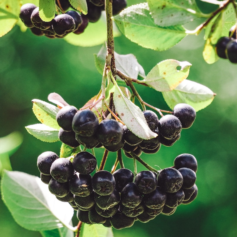 Pianta di ARONIA PRUNIFOLIA RUBINA frutti di BOSCO vaso16/18cm h30cm FOTO REALE