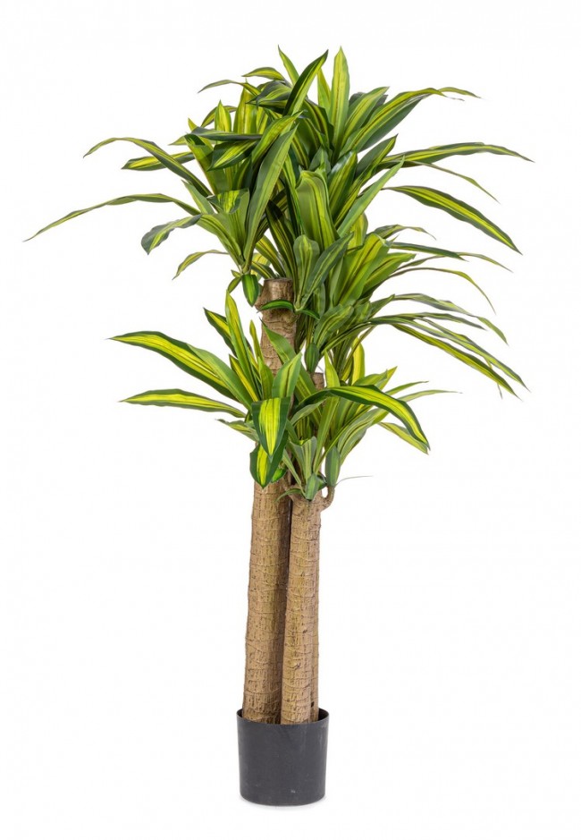 Pianta Dracaena con Vaso H150 (2 Pezzi) - DRACENA