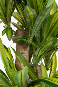 Pianta Dracaena con Vaso H150 (2 Pezzi) - DRACENA