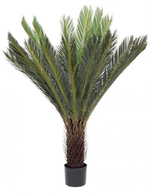 Pianta Cycas con Vaso 28Foglie H120 - EDEN