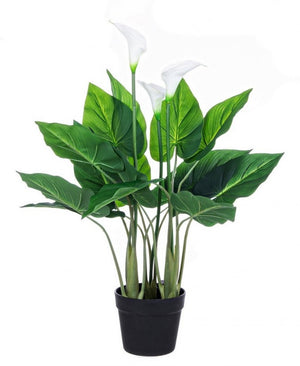 Pianta con Vaso 15Foglie X3F H68 (2 Pezzi) - CALLA