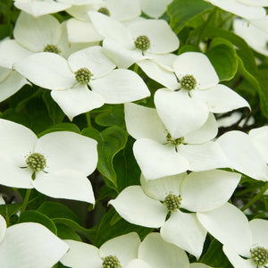 CORNIOLO GIAPPONESE Cornus Kousa fiore BIANCO h50cm vaso16cm FOTO REALE