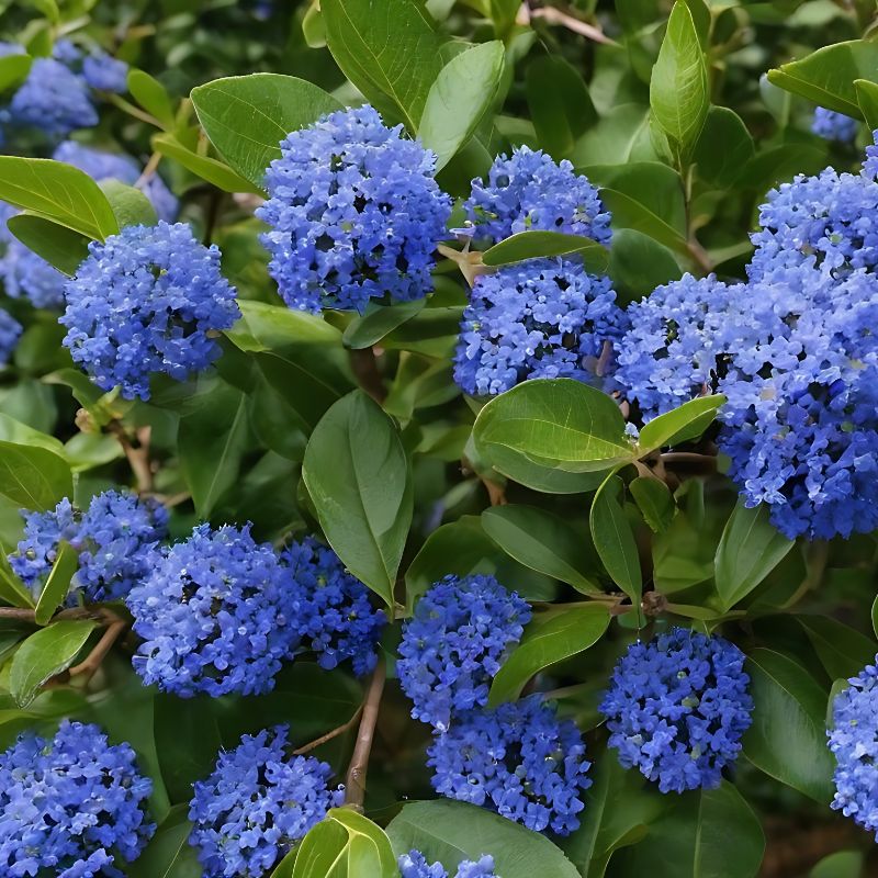 Pianta CEANOTHUS SKYLARK Lillà della California BLU TAPPEZZANTE SIEPE vaso17