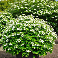 CORNIOLO GIAPPONESE Cornus Kousa fiore BIANCO h50cm vaso16cm FOTO REALE