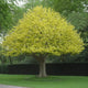 Liriodendron Tulipifera ALBERO DEI TULIPANI fiore BIANCO H90CM vaso16 FOTO REALE