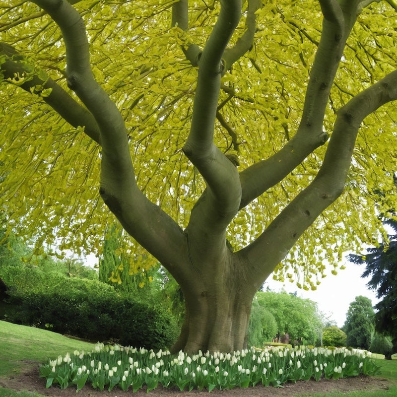 Liriodendron Tulipifera ALBERO DEI TULIPANI fiore BIANCO H90CM vaso16 FOTO REALE