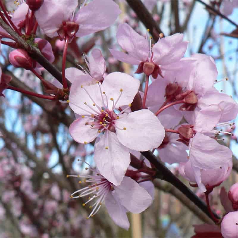 PRUNUS PISSARDI Ciliegio da fiore ROSA a cespuglio vaso16 H80CM FOTO REALE