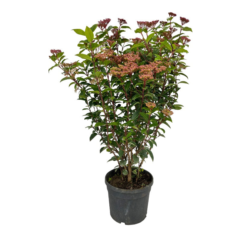 Pianta di VIBURNUM TINUS cespuglio FIORE BIANCO vaso18cm h50cm FOTO REALE