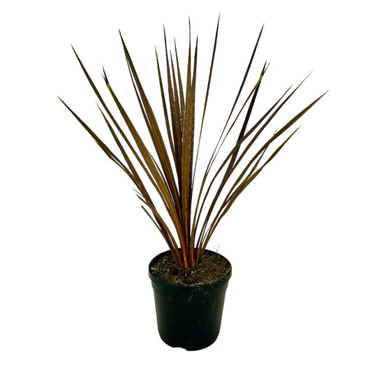 Pianta di CORDYLINE AUSTRALIS ATROPURPUREA rossa h60 vaso18 FOTO REALE