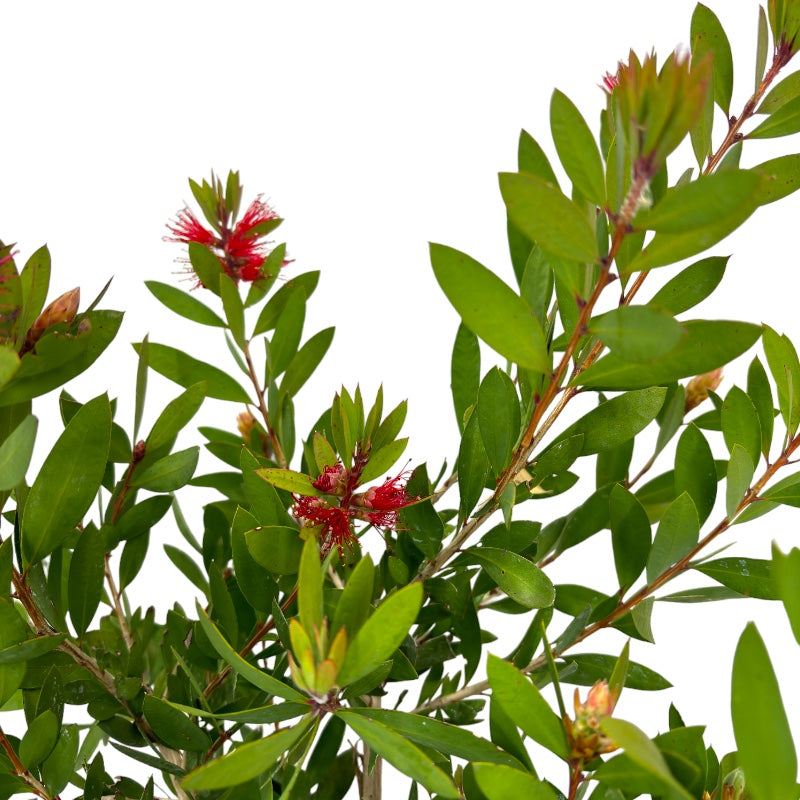 Pianta CALLISTEMON RED CITRINUS Spazzolino rosso Cespuglio VASO 16/18 FOTO REALE