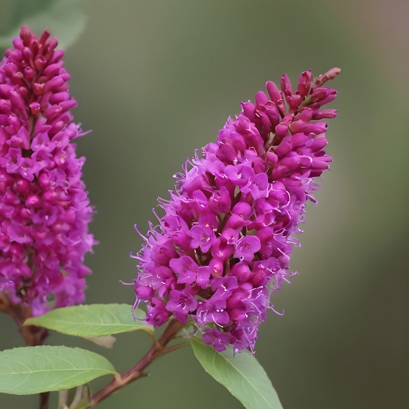 BUDDLEJA Davidii HOT RASPBERRY Fuxia ALBERO DELLE FARFALLE h30cm FOTO REALE