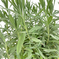 1 Pianta di Lavanda Vera in vaso AROMA profumato fiore VIOLA FOTO REALE