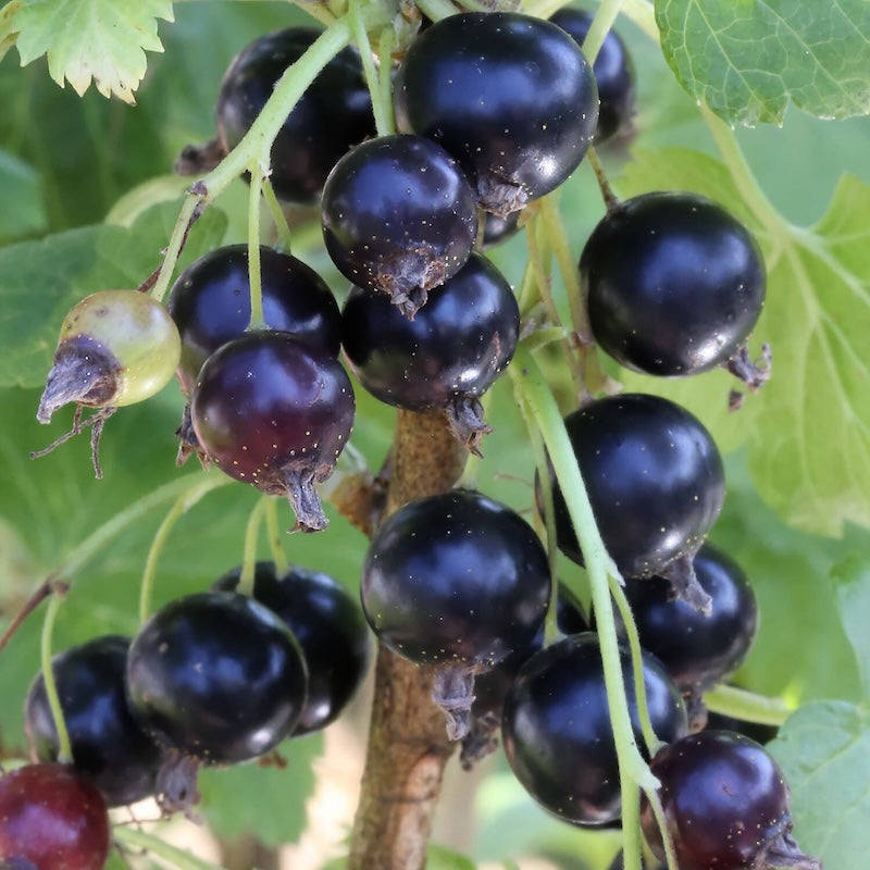 RIBES JOSTABEERE JODELIÂ® KOMPAKTE NERO frutti di bosco vaso18 FOTO REALE