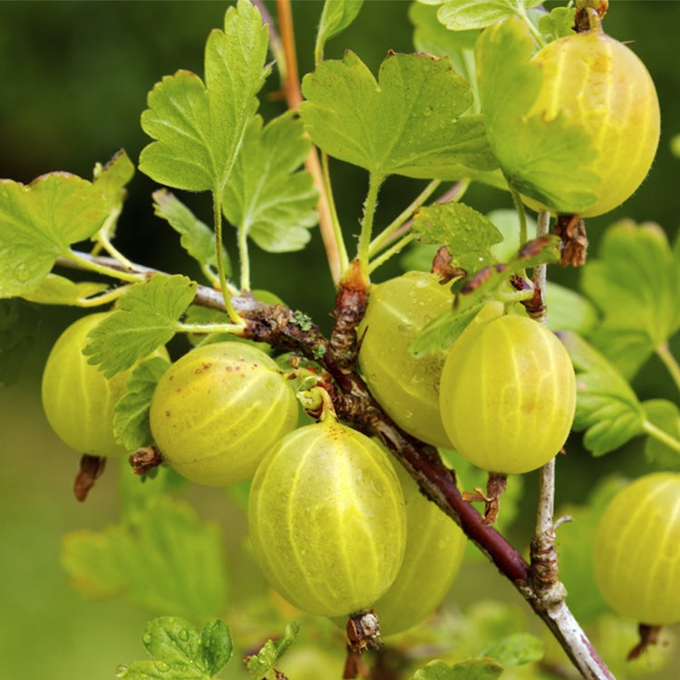 RIBES JAUNE Uva Crispa UVA SPINA bianco vaso 18 frutti di bosco FOTO REALE