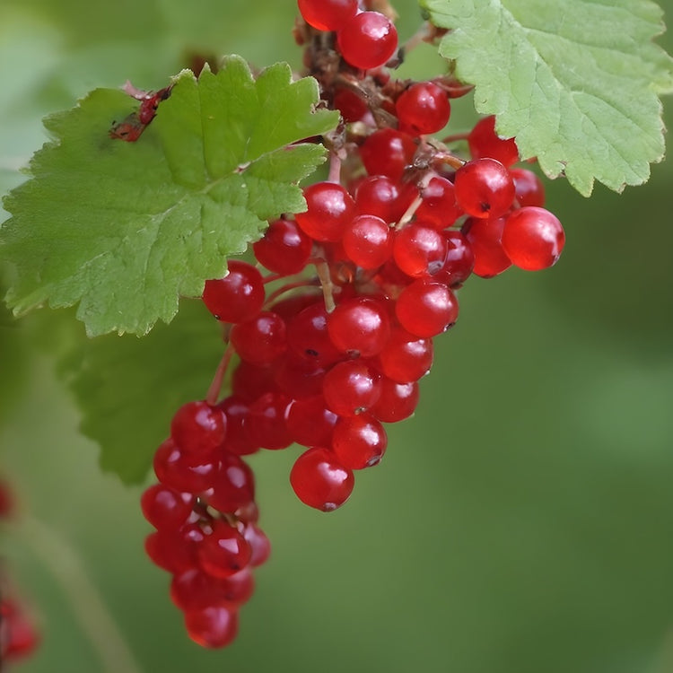 RIBES ROSSO Jonkheer Van Tets Snoeien FRUTTI DI BOSCO ROSSI vaso18 FOTO REALE