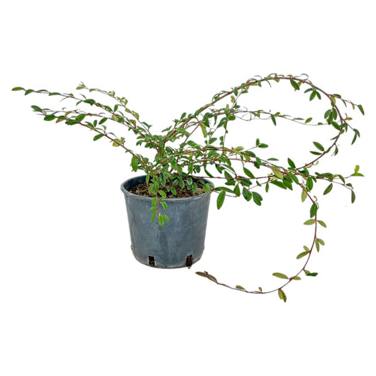 Pianta di COTONEASTER Microphyllus STREIB'S FINDLING vaso16 h40cm FOTO REALE