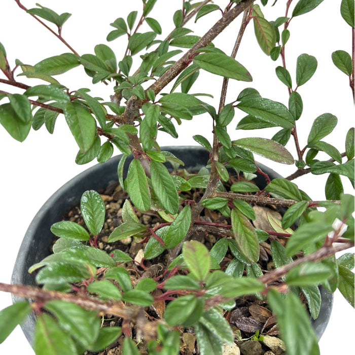 Pianta di COTONEASTER Microphyllus STREIB'S FINDLING vaso16 h40cm FOTO REALE