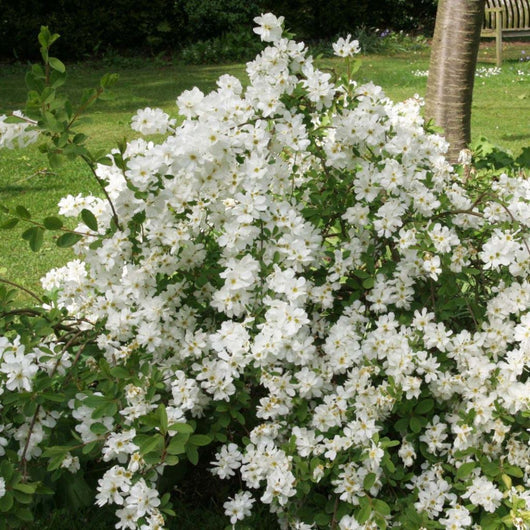 Pianta di EXOCHORDA MACRANTA Cespuglio della Sposa Spirea h40cm FOTO REALE