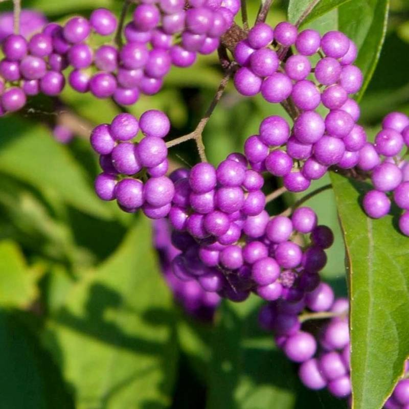 Pianta di CALLICARPA DICHOTOMA ISSAI FIORE viola vaso 18 h40cm FOTO REALE