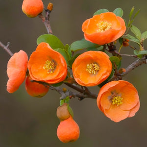 FIOR DI MELO ARANCIO CHAENOMELES Beauty fiore PESCO vaso18 H40CM FOTO REALE