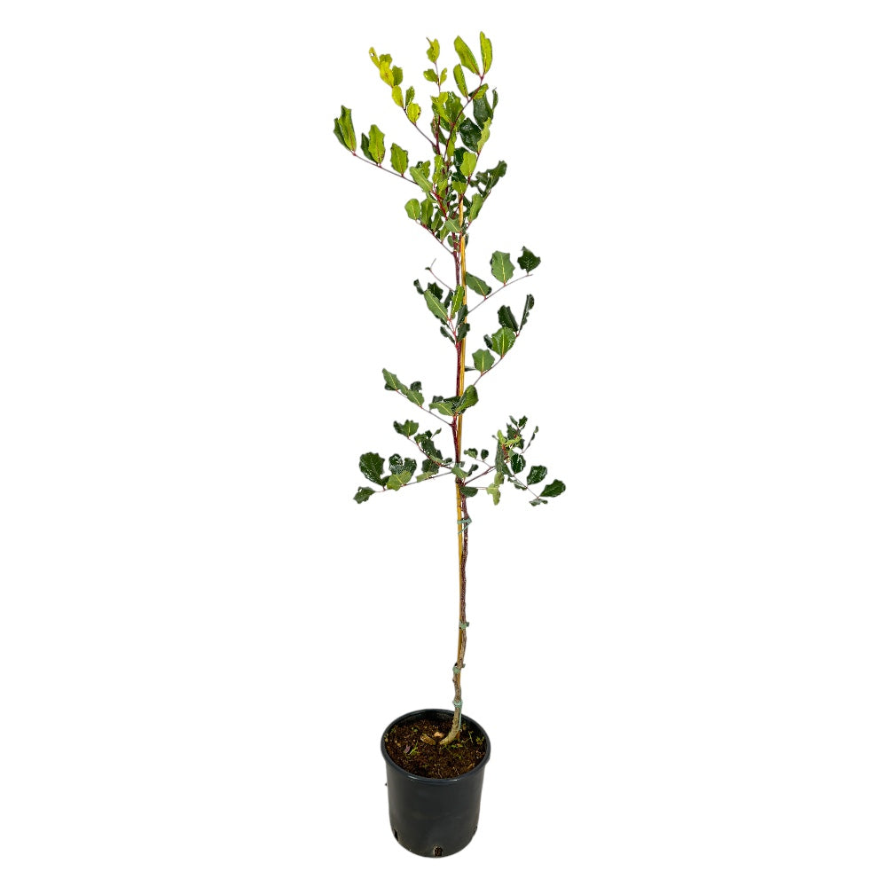 Pianta Albero di CARRUBO CARUBBO ceratonia siliqua vaso18cm FOTO REALE