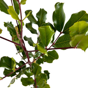 Pianta Albero di CARRUBO CARUBBO ceratonia siliqua vaso18cm FOTO REALE