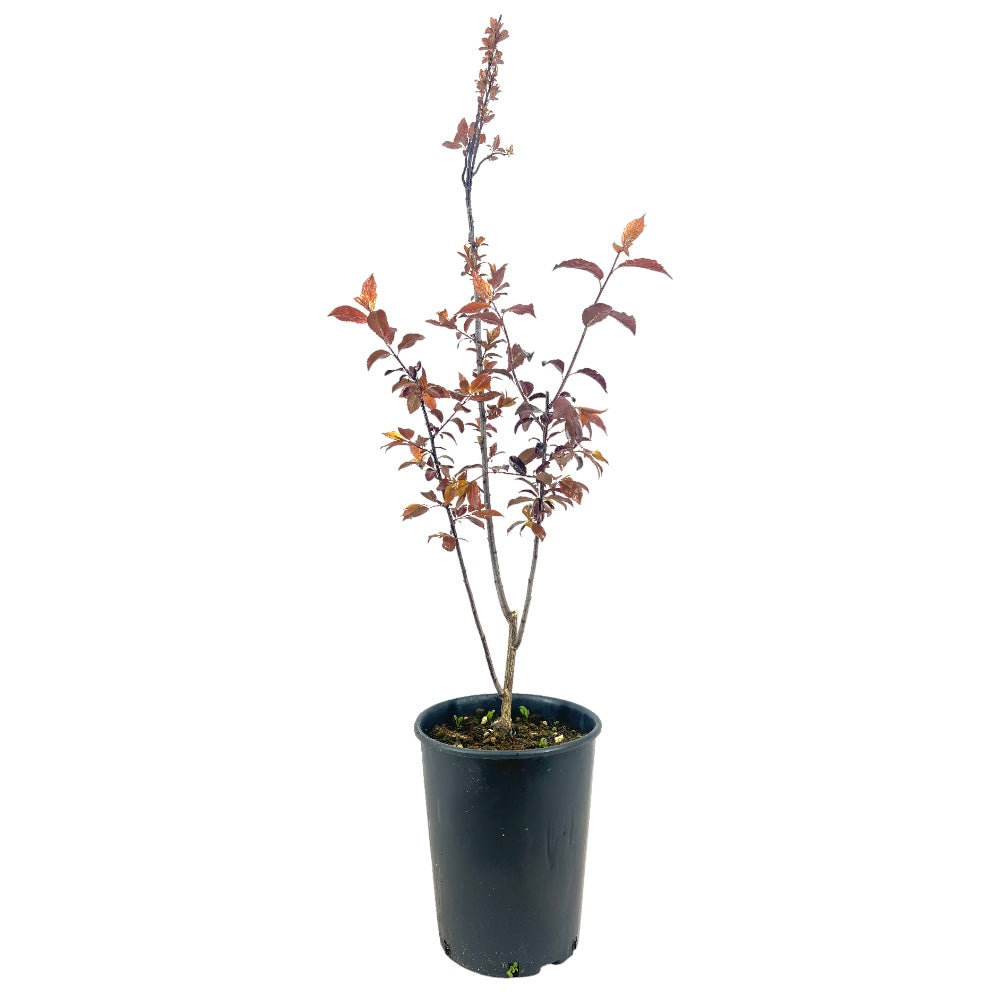 PRUNUS PISSARDI Ciliegio da fiore ROSA a cespuglio vaso16 H80CM FOTO REALE