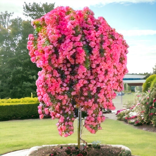 Pianta ROSA LES QUATRE SAISONS® alberello ROSA MEILLAND PIANGENTE vaso 24 FOTO