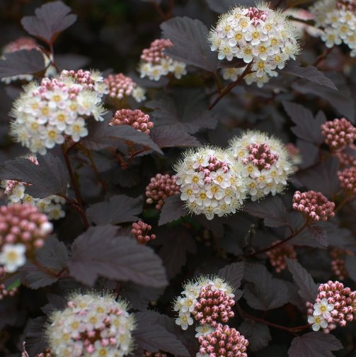 Pianta di PHYSOCARPUS DIABOLO Sambuco Americano h40cm vaso18 FOTO REALE