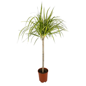 Pianta di DRACAENA MARGINATA VERDE pianta da INTERNO vaso17 H90CM FOTO REALE