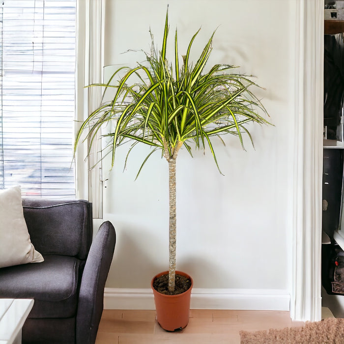 Pianta di DRACAENA MARGINATA VERDE pianta da INTERNO vaso17 H90CM FOTO REALE