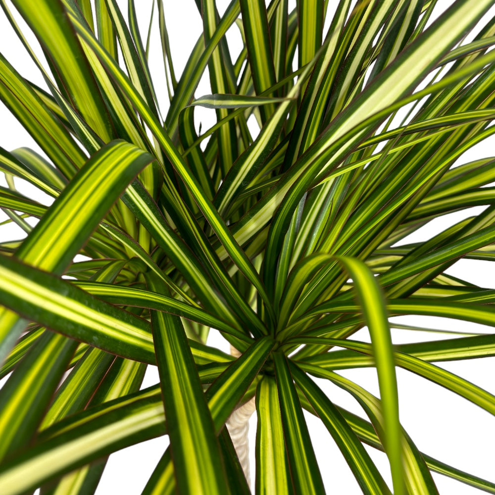 Pianta di DRACAENA MARGINATA VERDE pianta da INTERNO vaso17 H90CM FOTO REALE