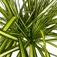 Pianta di DRACAENA MARGINATA VERDE pianta da INTERNO vaso17 H90CM FOTO REALE