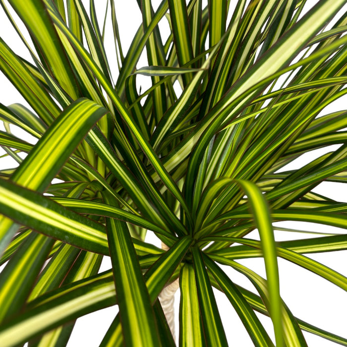 Pianta di DRACAENA MARGINATA VERDE pianta da INTERNO vaso17 H90CM FOTO REALE