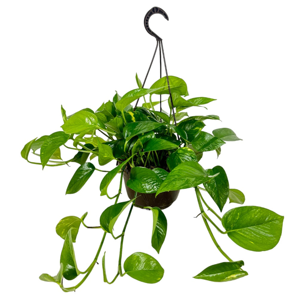 Pianta di POTHOS rampicante foglie GIGANTI Potus in vaso Basket 16 cm FOTO REALE