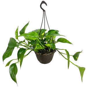 Pianta di POTHOS rampicante foglie GIGANTI Potus in vaso Basket 14 cm FOTO REALE