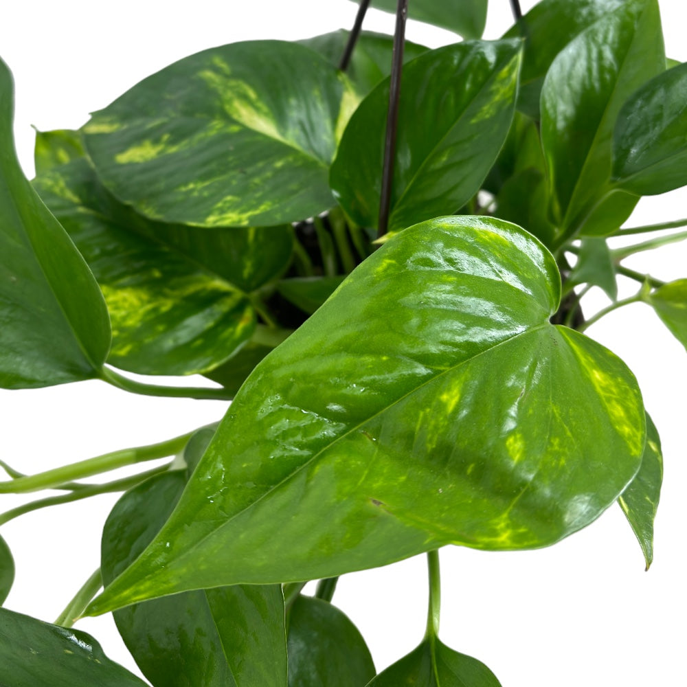 Pianta di POTHOS rampicante foglie GIGANTI Potus in vaso Basket 14 cm FOTO REALE