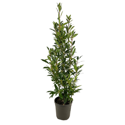 PIANTA di ALLORO DA SIEPE Laurus Nobilis IN VASO DA 20 CM H 70/90 CM FOTO REALE