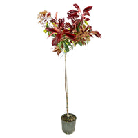 Pianta di PHOTINIA RED ROBIN alberello FOGLIA ROSSA h120cm VASO 18 FOTO REALE