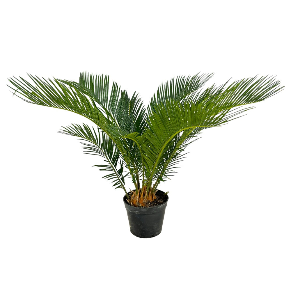 Pianta di CYCAS REVOLUTA palma nana IN VASO 14 CM h40 cm FOTO REALE