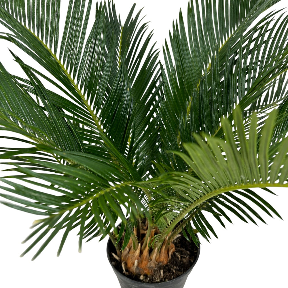 Pianta di CYCAS REVOLUTA palma nana IN VASO 14 CM h40 cm FOTO REALE